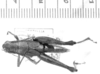 CollectionObject 1567238; fd1483d5-66e8-4cd3-829e-311da90ffc7a: female, dorsal view (allotype). (CollectionObject).