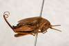 CollectionObject 1531180; c8e99a82-fa1e-4d8f-b358-7afaf3863422: female, lateral view (syntype). (CollectionObject).