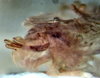 CollectionObject 1537805; accae54a-d8bb-4979-88d1-d6ed859e7ad2: male Phallus lateral view (paratype). (CollectionObject).