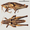 CollectionObject 1585910; 40b6943d-0c5d-440b-b954-c22807706b06: male (morphotype 1), lateral and dorsal view (up and down respectively). (CollectionObject).