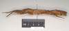 CollectionObject 1558165; NHMUK(SF IMPORT DUPLICATE) 845099, 7de3e0c2-3551-4aae-8995-4b04144fa183: copyright Natural History Museum, London. female, lateral view (holotype). (CollectionObject).