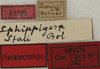 CollectionObject 1535894; 1097c5ba-d500-462d-81a8-33d77c261e15: labels (paralectotype). (CollectionObject).