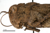 CollectionObject 1477956; 1020b590-47fe-44b7-9574-bd369c87c43e: female head and pronotum, lateral view (holotype). (CollectionObject).