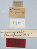 CollectionObject 1535543; 3affe02f-0543-41e0-92a6-31fd134da52d: male, labels (holotype of Maura flavifrons). (CollectionObject).