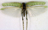 CollectionObject 1500540; 4e41bf74-478d-47b0-9906-0ab024fe0b45: male, dorsal view (holotype). (CollectionObject).