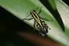 FieldOccurrence 429; 75840837-68ba-4ba3-b78f-33ddf125d9a5; Tanzania
Uluguru Mountains monante forest above Morningside, 2016/02/??: male, dorsal view. (FieldOccurrence).