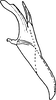 Aedeagus, lateral view on Distantasca bulbosa (Dworakowska, 1994): Aedeagus, lateral view. (Observation).