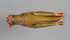 CollectionObject 1524987; 92134539-619a-42fa-95d2-72dfebacb7be: female, dorsal view (holotype). (CollectionObject).