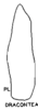 Subgenital plate, ventral view on Dragonana dracontea (Gibson, 1919): (Observation).
