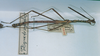 CollectionObject 1560677; 21a9069e-21c3-4a30-b8df-ff3aab0380ac: copyright MNHN, Paris. male (holotype). (CollectionObject).
