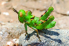 Dericorys albidula Serville, 1838: nymph. (Otu).