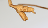 CollectionObject 1561483; 7927adf5-421a-4367-a893-b84f00a7e00d: copyright MHNG Geneva. male: end of abdomen, lateral view (holotype). (CollectionObject).
