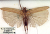 CollectionObject 1517020; 1a296d38-0e0b-43e0-bd13-31bd6dc7fd2b: male, dorsal view (holotype). (CollectionObject).