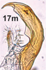 Aedeagus, lateral view on Bretega quinispiverpa Stiller, 2017: Aedeagus, lateral view (from Kroomie). (Observation).