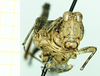 CollectionObject 1586370; 40b28fe3-848c-4dce-9cc4-a18fa8fa1859: female, frontal view. (CollectionObject).