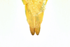 CollectionObject 1586492; a11ce751-1a35-4166-8f71-8d0370152ba4: copyright IMQC. male: end of abdomen, dorsal view (paratype). (CollectionObject).;CollectionObject 1586493; 98faf60d-f949-44d6-9e44-92137cf217cb: copyright IMQC. male: end of abdomen, dorsal view (paratype). (CollectionObject).;CollectionObject 1586494; 1f5c5ba6-04ff-465b-82b6-02495b8db84f: copyright IMQC. male: end of abdomen, dorsal view (paratype). (CollectionObject).