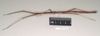 CollectionObject 1557825; 87f9a19e-e234-4e6b-b475-4fa501d1a9d7: copyright Natural History Museum, London. female, lateral view of Chondrostethus woodfordi (syntype). (CollectionObject).;CollectionObject 1557826; 50d4ed4c-0940-4f37-b3fe-450e20f5d380: copyright Natural History Museum, London. female, lateral view of Chondrostethus woodfordi (syntype). (CollectionObject).