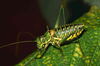 CollectionObject 1536570; c8262fbb-b1f3-46d7-9011-5fc5c33ba2b7, CH3384: male, lateral view. (CollectionObject).