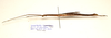 CollectionObject 1591062; a12897bd-bb31-4c3f-bacd-960c7f2cbd5e: copyright MBBJ Bogor. female, lateral view (holotype). (CollectionObject).