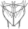 Subgenital plate: !! display not done !! on Chlorotettix tunicatus Ball, 1900: genital capsule, ventrally. (Observation).