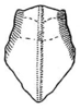 Pl. II, Fig. 40. pronotum, dorsal view. Depicts Dissosteira carolina (Linnaeus, 1758), an Otu.