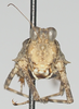 CollectionObject 1516354; e121a60b-98cb-4bb7-bd2f-8eca31ae5312: female, frontal view (holotype). (CollectionObject).