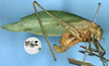 CollectionObject 1517512; 0b4360b1-7966-433c-ac0b-755464e7c192: female (holotype of Orophus notatus). (CollectionObject).