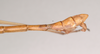 CollectionObject 1561200; NHMUK(SF IMPORT DUPLICATE) 844711, a735ba33-9d9d-4589-875e-5c975d4c8d40: copyright Natural History Museum, London. male: end of abdomen, lateral view of Lonchodes stomphax (holotype). (CollectionObject).