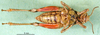 CollectionObject 1502038; 0865e7ce-2f63-4f73-940c-5a2c69ac6677: female, ventral view (alloptype). (CollectionObject).