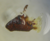 CollectionObject 1544439; 6dfcd56e-0989-4694-a481-df0b43db4c27: male left cercus ventral view (holotype). (CollectionObject).