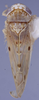 Habitus, dorsal view: (Observation).;Habitus, dorsal view: (Observation).