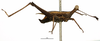 CollectionObject 1521834; 4498955b-3efe-49a2-92ab-a0f9896c5628: male, lateral view (syntype of Tetricodina luteomarginata). (CollectionObject).