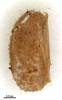 CollectionObject 1582172; MZSP MZSP 175, 5cbc6a58-0847-4f50-af37-453a0b9a5120: copyright MZSP. egg, lateral view. (CollectionObject).