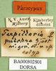 CollectionObject 1502154; a4b38459-b54b-477a-8916-cb7677b1e8f8: labels (paralectotype). (CollectionObject).