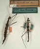 CollectionObject 1558608; 5a706bf4-5e84-4204-8760-98c47d8a075c: copyright NMW, Vienna. female and male (syntypes). (CollectionObject).;CollectionObject 1558609; 8d83abb1-bf07-44ce-904f-60d2fbb61f07: copyright NMW, Vienna. female and male (syntypes). (CollectionObject).