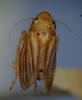 Habitus, dorsal view: !! display not done !! on Neocoelidia vittapennis DeLong, 1924: Male syntype [OSU]: habitus, dorsal view. (Observation).