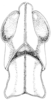 Fig. 222. male, head and pronotum, dorsal view. Depicts Morsea tamalpaisensis Rehn & Hebard, 1909, an Otu.