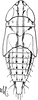 Nymph: (Observation).