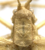 female pronotum, dorsal view (syntype). Depicts CollectionObject 1506489; 5e37862a-8d6b-43e4-a105-94e1e949784d, a CollectionObject.