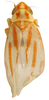 Habitus, dorsal view on Erythridula frisoni (Ross & DeLong, 1953): Habitus (INHS collection). (Observation).