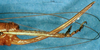 CollectionObject 1589084; fceee817-29be-48e1-923f-d37874f72c74: female ovipositor (allotype). (CollectionObject).