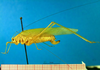 CollectionObject 1502475; 289fb021-6e91-4fca-8b80-eacdda2e1b25: female, lateral view (syntype). (CollectionObject).