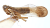 Habitus, lateral view: !! display not done !! on Nothodelphax breviceps (Dozier, 1922): (Observation).