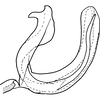 Aedeagus, lateral view on Drabescus angulatus Signoret, 1880: Aedeagus, lateral view. (Observation).