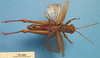 CollectionObject 1538325; aabbef28-c045-450b-9664-83088bbf36f4: male, dorsal view (holotype). (CollectionObject).