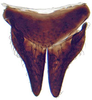 Subgenital plate: Magnentius clavatus, subgenital plates and valve, ventrally (INHS). (Observation).