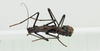 CollectionObject 1563908; cc0b519f-2ecd-460d-8b0e-b86d65e1f279: male, dorsal view (holotype). (CollectionObject).