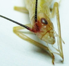 Oecanthus belti Collins & van Den Berghe, 2014: antennal markings. (Otu).