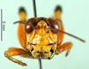 CollectionObject 1567411; c9a769f5-f6ff-4235-ae93-03d9b5b00823: male, frontal view (syntype). (CollectionObject).