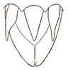 Desmoptera (Desmoptera) judicata Bolívar, 1884: Fig. 19. male genital region. (Otu).